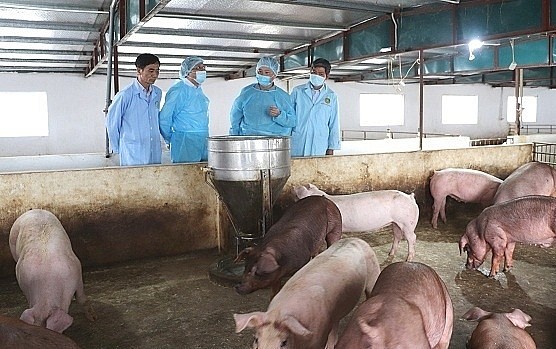 Ngành thú y và chăn nuôi Kiên Giang khẩn trương triển khai công tác phòng chống dịch tả lợn châu Phi (Ảnh minh họa)