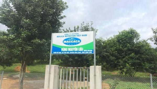 Vùng nguyên liệu cây macca của Công ty Cổ phần Macca Nutrition Việt Nam tại tỉnh Lạng Sơn