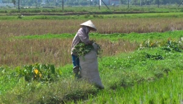 Những thửa ruộng hai lúa ở xã Nhân Khang (huyện Lý Nhân, Hà Nam) đang bị bỏ hoang