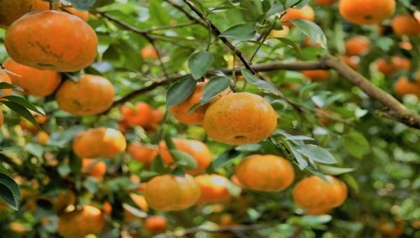 Quýt Hồng – Loại trái cây làm nên tên tuổi cho huyện Lai Vung (tỉnh Đồng Tháp)