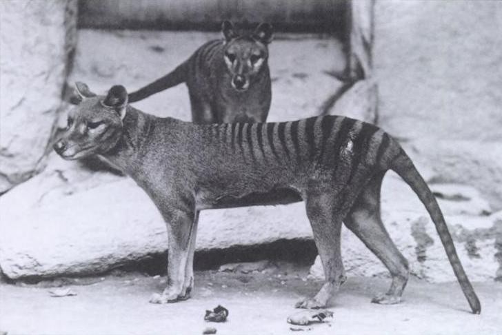 Ảnh tư liệu về loài chó sói túi Tasmania đã tuyệt chủng 
