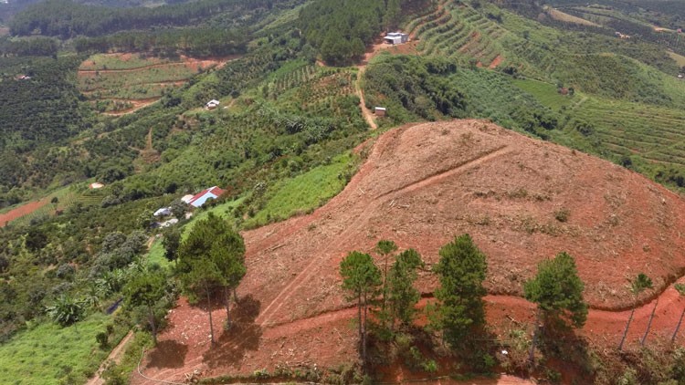 Rừng thông tại Tiểu khu 26B xã Nam Hà, huyện Lâm Hà bị triệt hạ trái phép để chiếm dụng đất