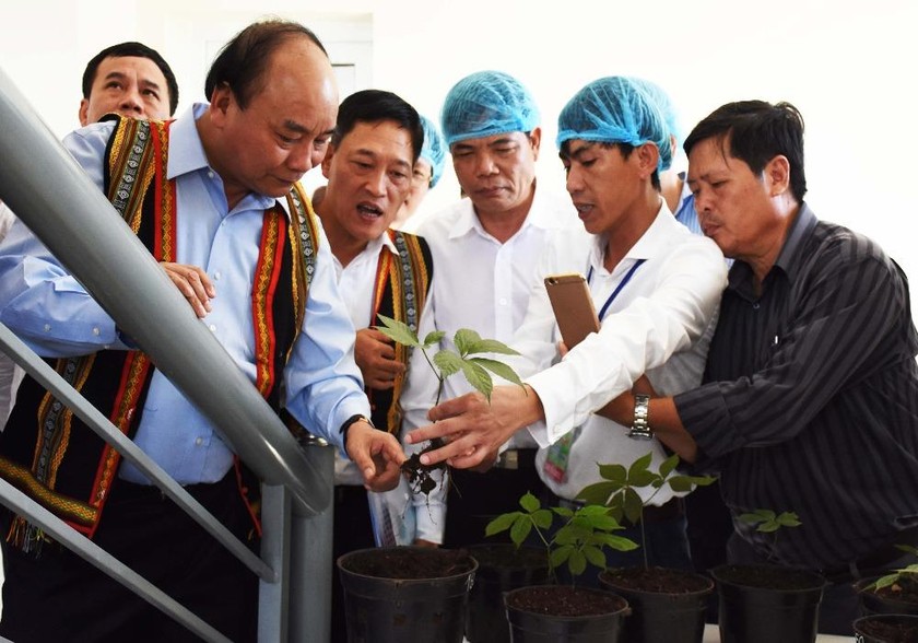 Thủ tướng Nguyễn Xuân Phúc tìm hiểu mô hình nhân giống sâm Ngọc Linh tại Trung tâm Quốc gia nghiên cứu và phát triển sâm Ngọc Linh.
