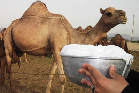 Sữa lạc đà -Món "vàng trắng" trên sa mạc