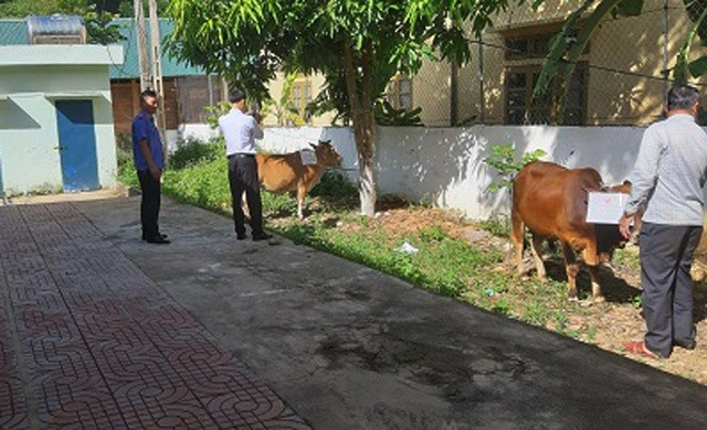Cơ quan chức năng lấy mẫu giám định AND con bò đang tranh chấp giữa ông M. và ông P. (Ảnh Võ Trọng Thắng). 