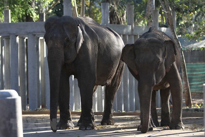 Thuần dưỡng voi nhà tại Đắk Lắk. 