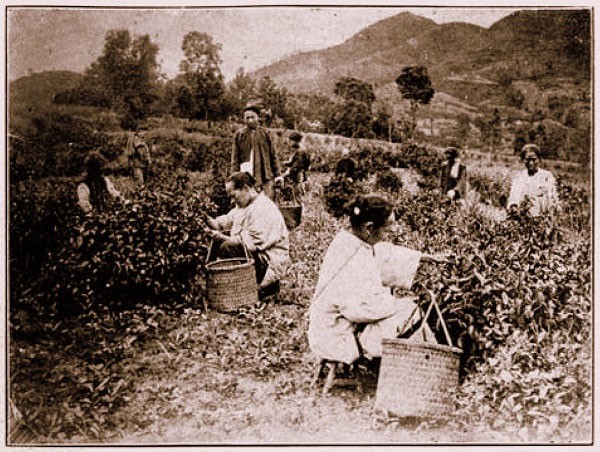 Ảnh tư liệu phụ nữ Trug Hoa cổ thu hoạch trà. 
