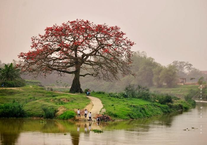 Mùa hoa gạo ở ngã ba Xà (ảnh Nguyễn Minh Sơn). 