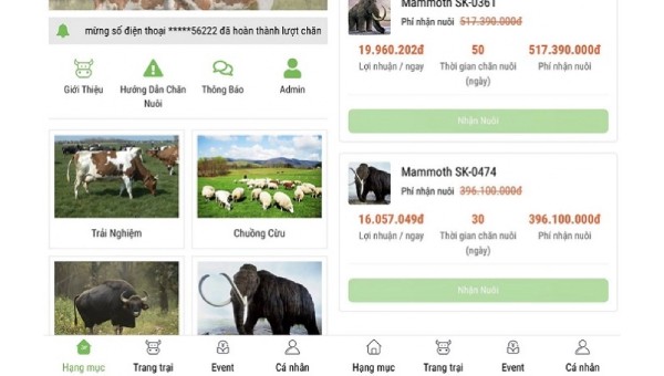 App trang trại bò Úc xuất hiện sau khi Trang trại tiết kiệm sập. 