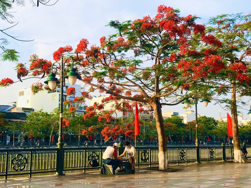 Hình ảnh thành phố Hoa Phượng Đỏ tuyệt đẹp trên bức tranh sẽ khiến bạn phải trầm trồ và mê mẩn. Những cành hoa phượng đỏ rực rỡ trên đường phố và các tòa nhà cổ kính sẽ khiến bạn muốn đến thăm ngay và luôn.