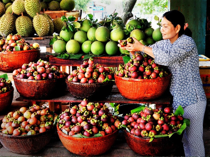 ĐBSCL đóng góp khoảng 70% sản lượng trái cây cho xuất khẩu cả nước. 