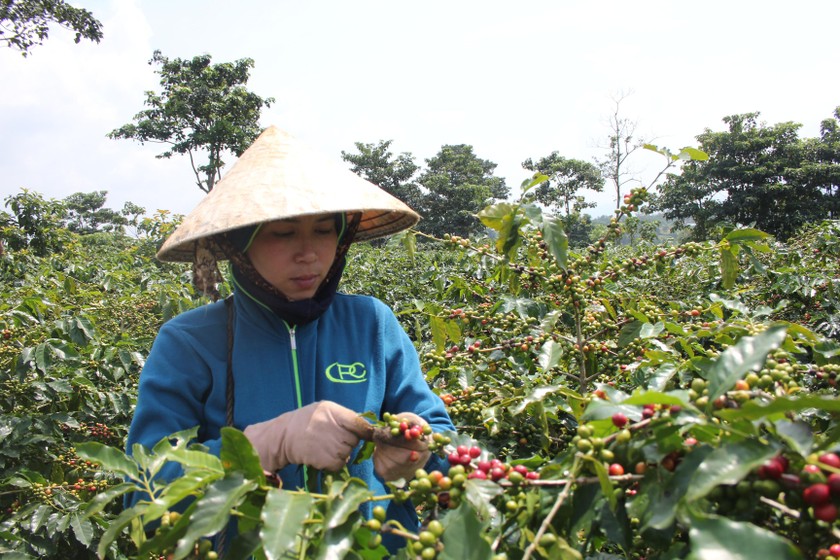 Cây cà phê cho giá trị kinh tế cao được huyện Hướng Hóa đầu tư phát triển. 