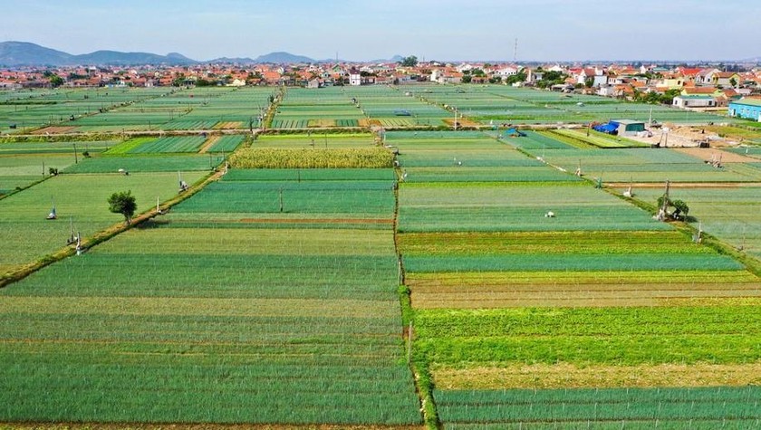 Những cánh đồng bát ngát hứa hẹn vụ mùa bội thu ở Quỳnh Lưu. 