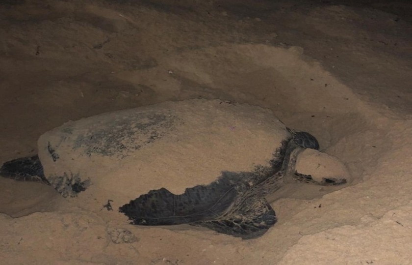 Cá thể rùa biển bò lên bãi biển đẻ trứng ngày 29/6.