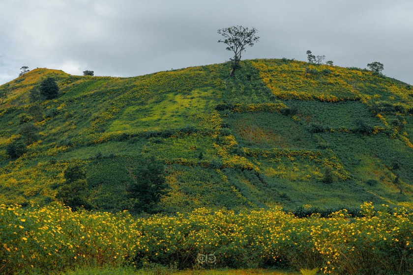 Hoa quỳ vàng rực khắp núi lửa Chư Đăng Ya. (ảnh Thành Nam). 