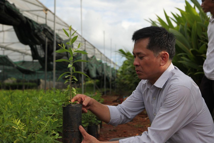 Ông Nguyễn Quang Tòa - Giám đốc Công ty Cổ phần phát triển cây Đàn hương và Thực vật Qúy hiếm Tây Nguyên hướng dẫn kỹ thuật chăm sóc cây đàn hương cho bà con. 