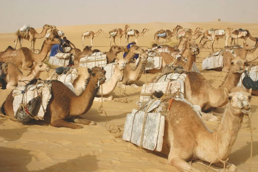 Lạc đà là phương tiện chủ yếu vận chuyển muối qua sa mạc Sahara. 