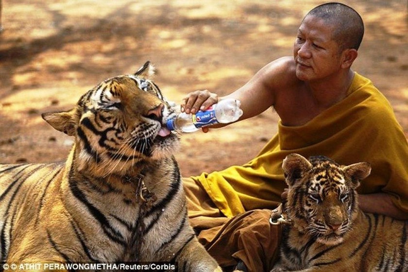 Nhà sư cho hổ uống nước. 