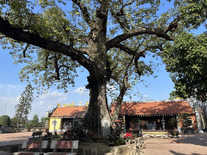 Cây gạo di sản trước cửa Đền Mõ, tương truyền cho chính tay công chúa Quỳnh Trân trồng từ năm 1287.