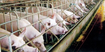 Cần áp dụng chế tài mạnh để xử lý các trường hơp sử dụng chất cấm trong chăn nuôi lợn. Ảnh minh hoạ 