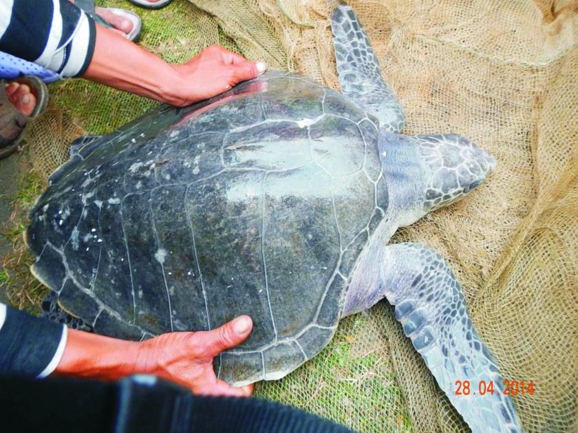 Phát hiện rùa biển lạ trên phá Tam Giang