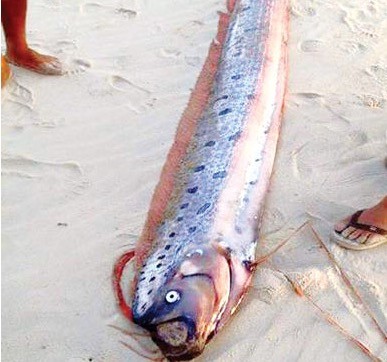Con cá với hình thù lạ chưa bao giờ xuất hiện trên bãi biển tỉnh Thừa Thiên Huế