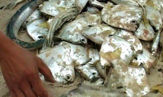 Cá chết la liệt dọc bờ biển Quảng Trị