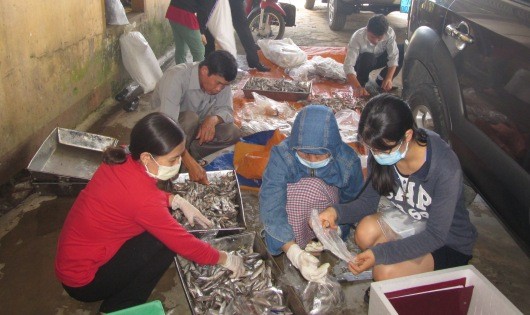 Phân chia các lô cá để gửi mẫu ra Bộ Y tế xét nghiệm.