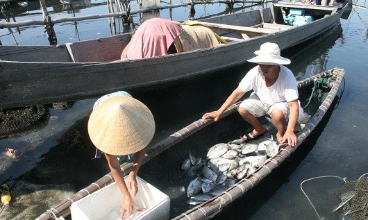 Người dân dùng ghe để vớt cá đưa vào bờ