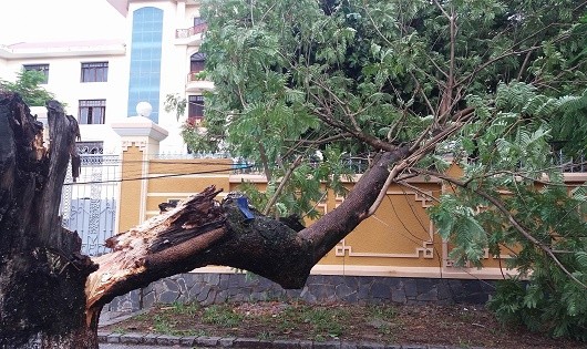 Một cây phượng đổ gãy trên đường Đặng Thái Thân đang được người dân thu dọn để lấy gỗ
