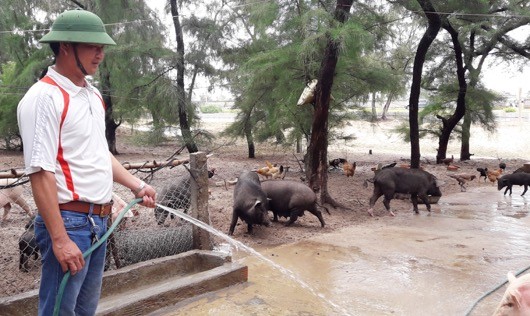 Trang trại lợn bản thả rông của vợ chồng anh Hoan là mô hình chuyển đổi kinh tế hiệu quả nhất tại xã bãi ngang này

