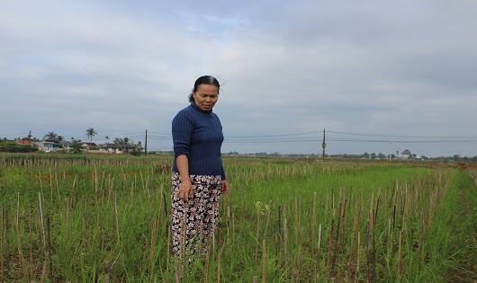 Nhiều hộ nông dân ở  xã Phú Mậu trắng tay vì hoa mất mùa