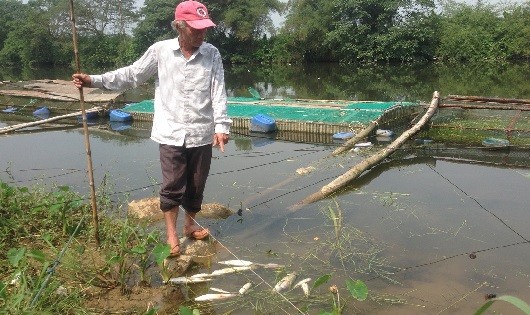 Nhiều người dân nuôi cá trên sông Bồ điêu đứng vì cá chết