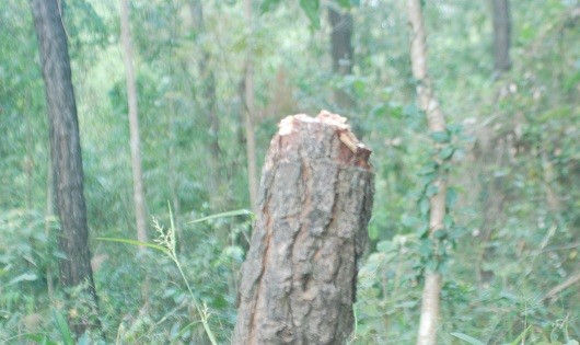 3.	Những cây thông bị chặt phá không thương tiếc.