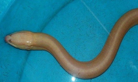 Một trong hai con lươn vàng anh Phan Thịnh bắt được.