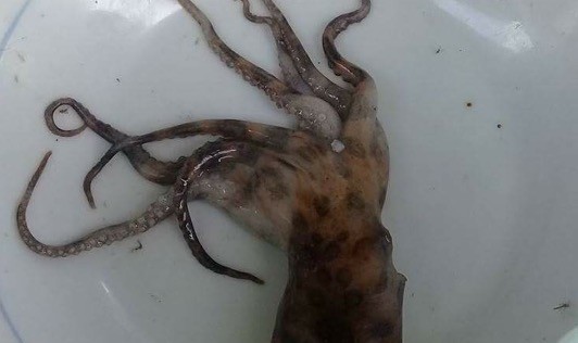 Con mực bạch tuộc căn chị T đã chết 
