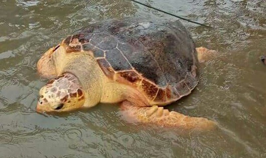 Rùa biển quý hiếm vướng lưới ngư dân