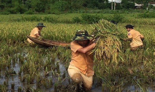 Dưới tiết trời nắng gắt các chiến sỹ công an vẫn tích cực gặt lúa giúp bà con nông dân. 