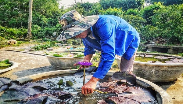 Anh Huỳnh Văn Khanh đang chăm sóc hoa súng để chuẩn bị cho đợt xuất hoa tiếp theo
