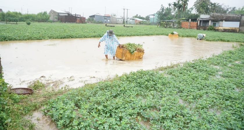 Nông dân đang "đội mưa" để cứu vớt nông sản bị ngập úng do mưa lớn.