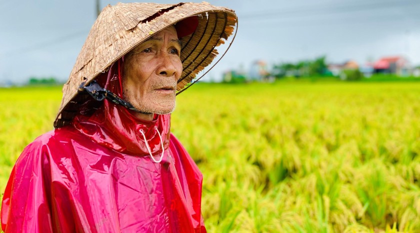 Nông dân Quảng Ngãi “khóc ròng” vì hàng ngàn ha lúa ngã đổ sau mưa lớn. 