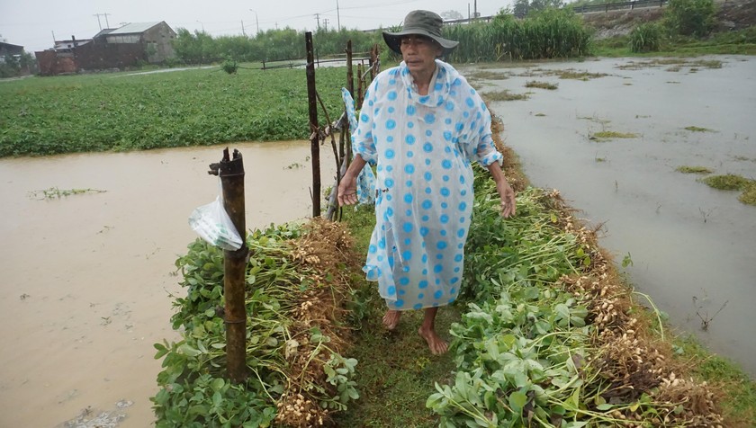 Người dân Quảng Nam thu hoạch nông sản bị ngập trong trận mưa lũ trái mùa vào cuối tháng 3.
