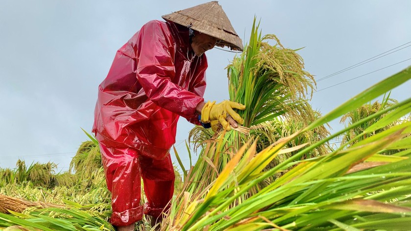 Nông dân Quảng Ngãi cứu vớt lúa bị ngã đỗ trong mưa lớn.