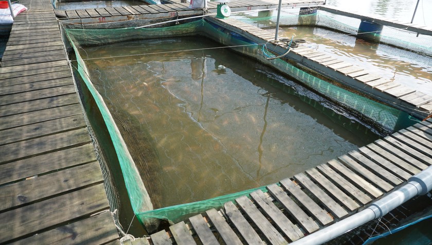 Một mô hình nuôi cá lồng bè trên lòng hồ thủy điện. 