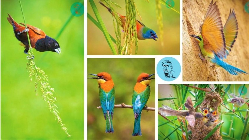 Triển lãm ảnh “Nơi đàn chim trở về” sẽ được tổ chức vào ngày 29/4 tại TP Hội An.