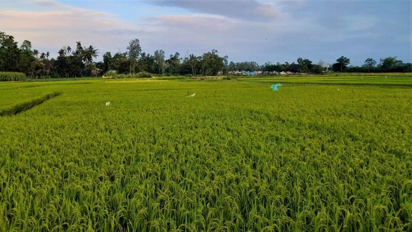Tỉnh Quảng Ngãi xin chuyển mục đích hơn 26,3ha đất lúa để làm khu đô thị Bắc Sa Huỳnh.