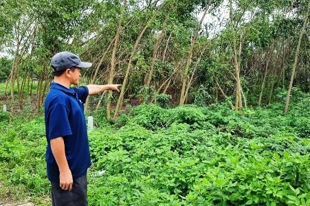 Vụ cán bộ địa chính xã ở Quảng Nam 'vỡ nợ': Nhiều người dân dính 'bẫy 'đất chỉ tay'