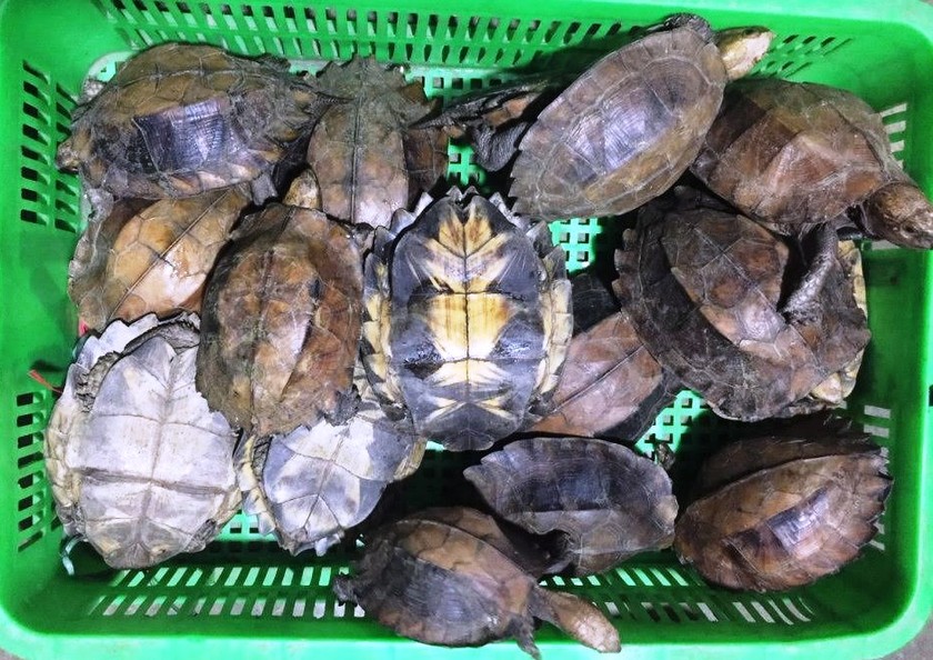 Số lượng lớn rùa của đối tượng Huỳnh Thị Kim Cương từng bị phát hiện, tịch thu vào năm 2018.