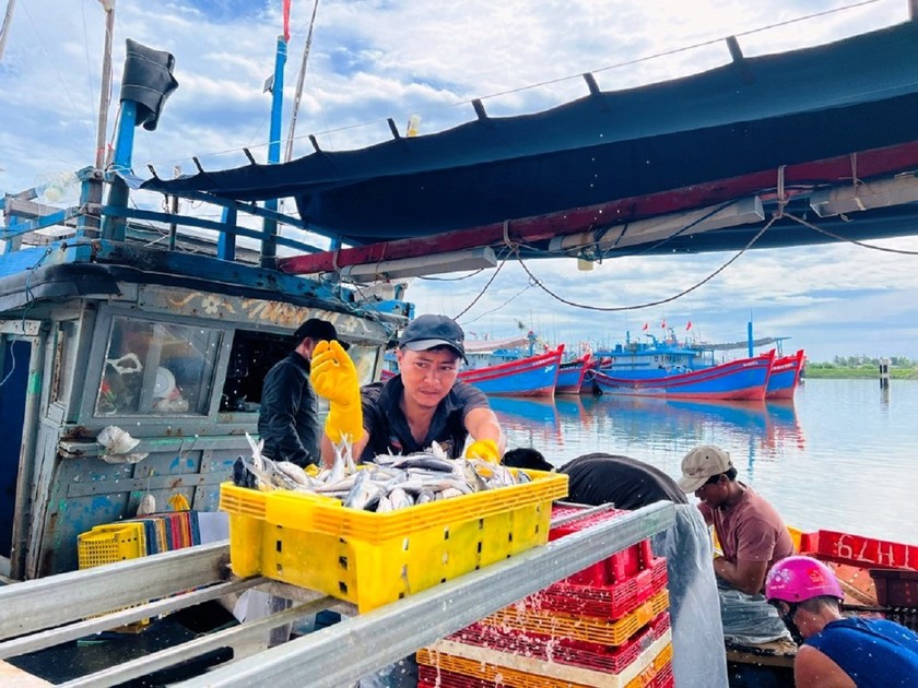 Hiện toàn tỉnh Quảng Ngãi có 5 cảng cá đủ điều kiện xác nhận nguồn gốc thủy sản.