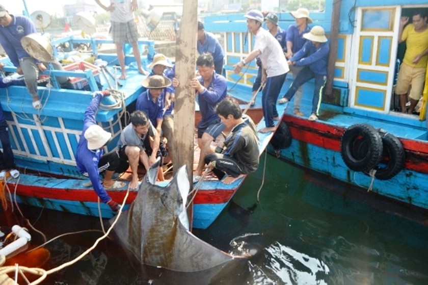 Quảng Ngãi báo động tình trạng khai thác thủy hải sản quá mức ở vùng ven bờ. 